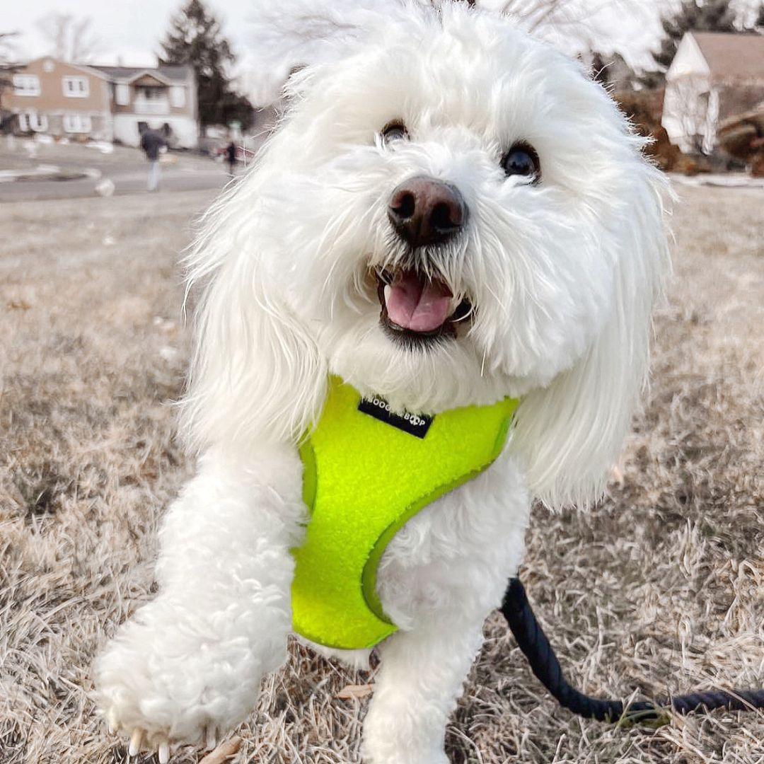 Coton de Tulear Wearing Boogs & Boop Teddy Harness - Highlighter Yellow