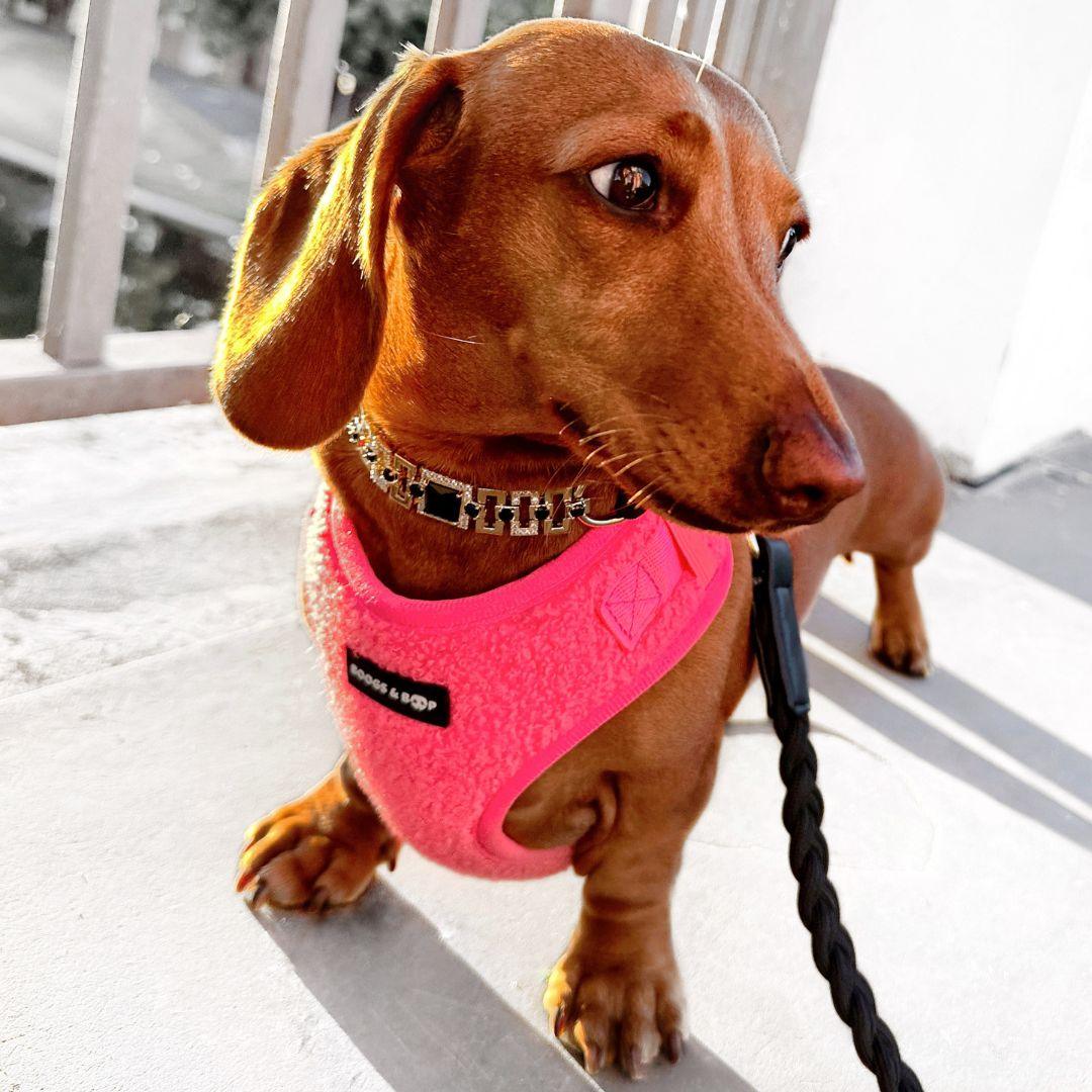 Sausage Dog Wearing Boogs & Boop Teddy Harness - Fluorescent Pink