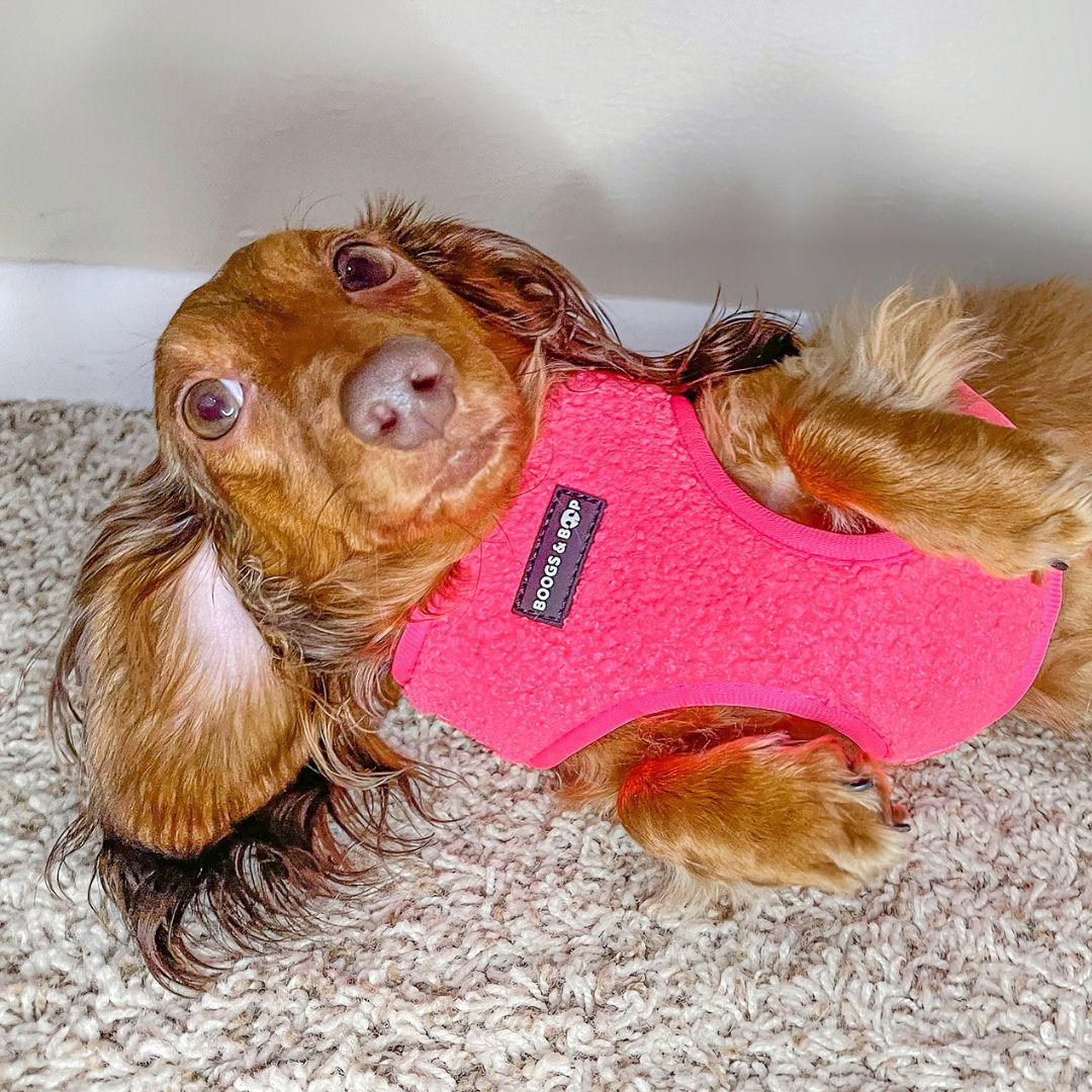 Small-sized Sausage Dog Wearing Boogs & Boop Teddy Harness - Fluorescent Pink