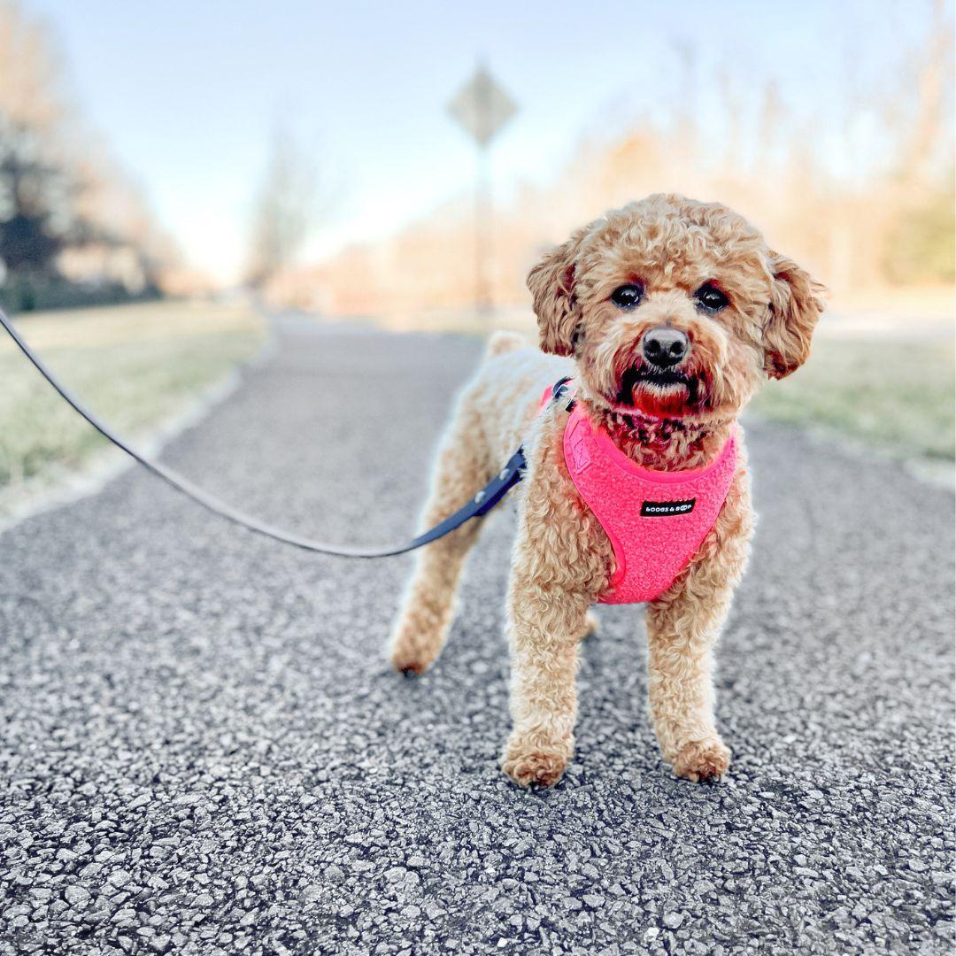 Pink Dog Leashes, Collars, and Harnesses