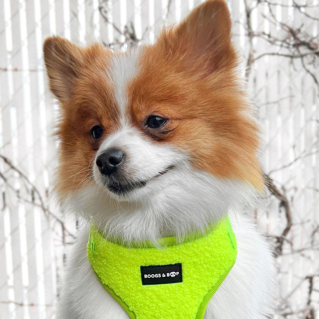 Pomeranian Wearing Boogs & Boop Teddy Harness - Highlighter Yellow