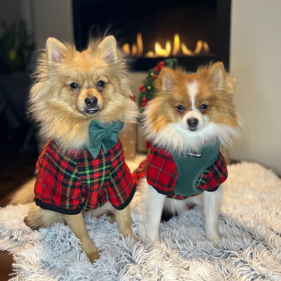 Pomeranians Wearing Boogs & Boop Corduroy Harness and Sailor Bow Tie in Moss Green