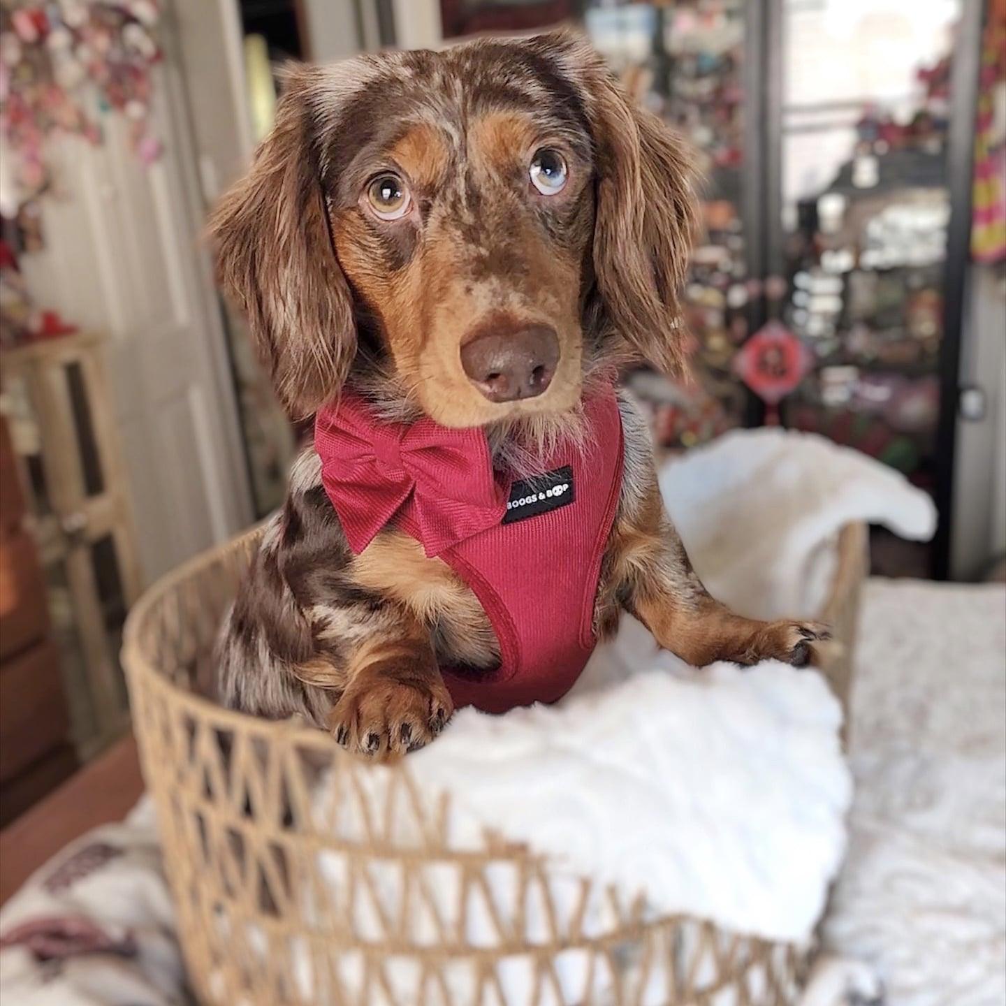 Dachshund Wearing Boogs & Boop Corduroy Berry Harness and Sailor Bow Tie