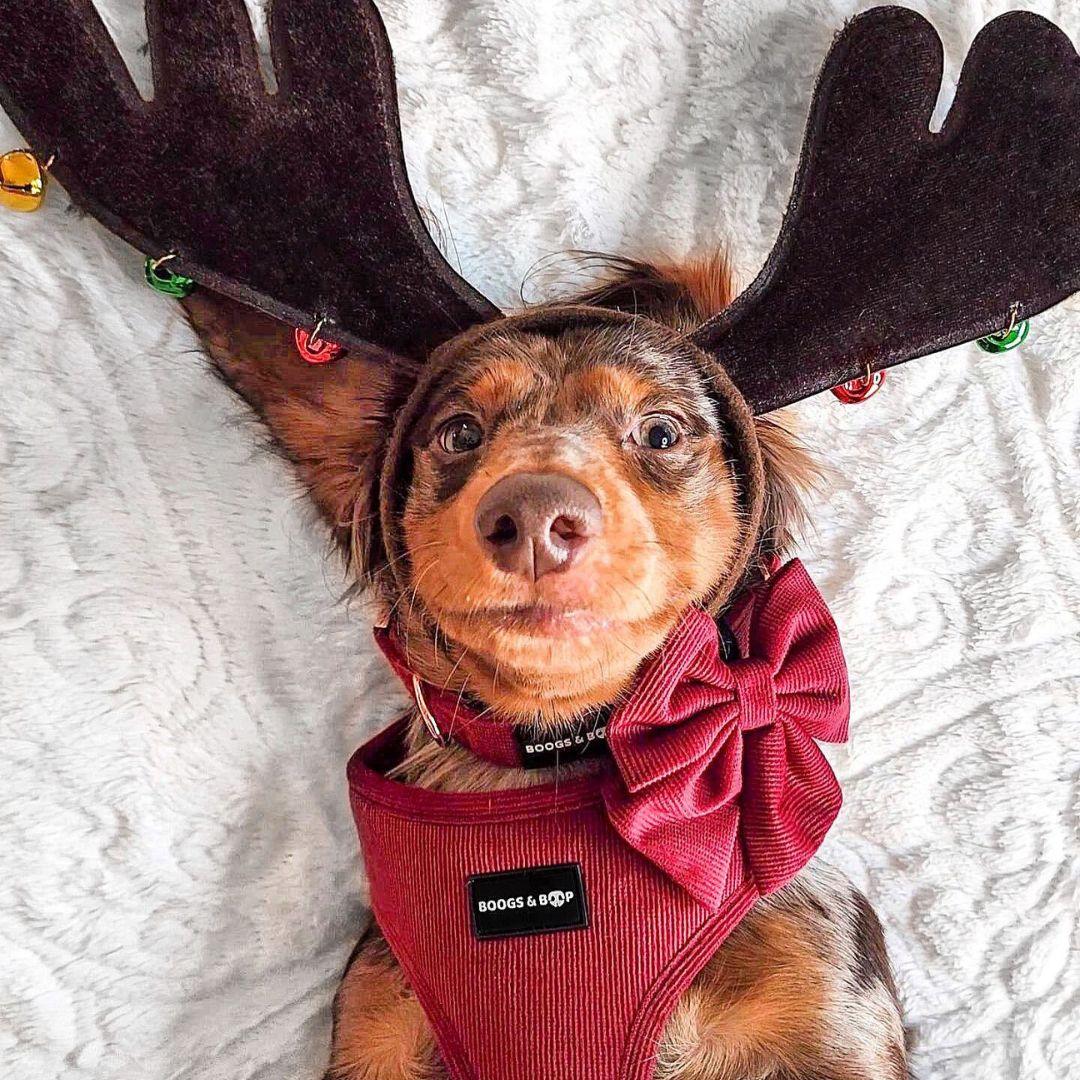 Dachshund Wearing Boogs & Boop Corduroy Berry Harness, Sailor Bow Tie, and Collar with Reindeer Antler Headband